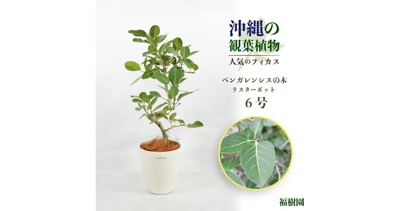 【ふるさと納税】沖縄の観葉植物 人気のフィカス ベンガレンシス6号 ラスターポット　観葉植物　フィカス　ベンガレンシス　6号　インテリア　鉢セット　鉢付き　緑のある暮らし　インテリアグリーン　ラスター　ポット　沖縄　うるま市