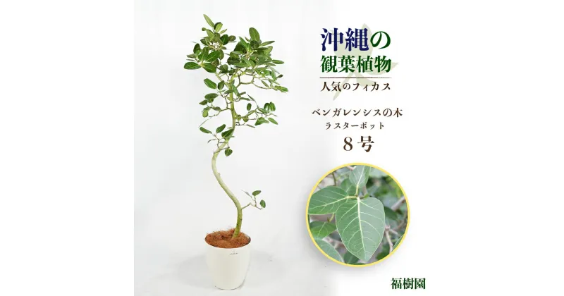 【ふるさと納税】沖縄の観葉植物　人気のフィカス ベンガレンシス8号 ラスターポット　観葉植物　フィカス　ベンガレンシス　8号　インテリア　鉢セット　鉢付き　緑のある暮らし　インテリアグリーン　うるま市　沖縄