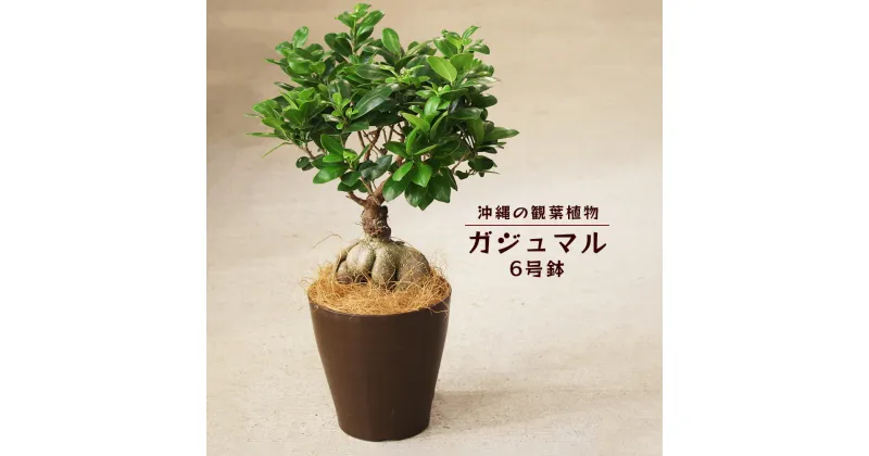 【ふるさと納税】沖縄の観葉植物　ガジュマル 6号鉢　6号　観葉植物　ガジュマル　インテリア　鉢付き　おしゃれ　インテリアグリーン　緑のある暮らし　ハウスプラント　沖縄　うるま市　6号