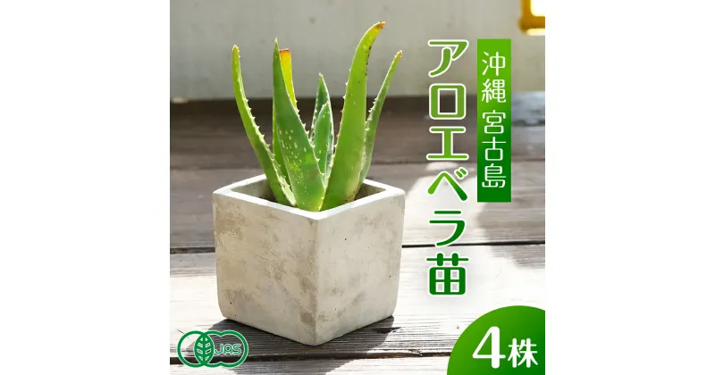 【ふるさと納税】アロエベラ 苗 4株 沖縄・宮古島産｜有機JAS 観葉植物（AC109）